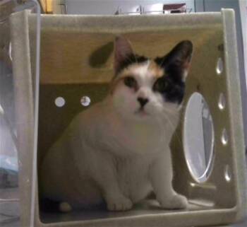 CALLIE -  Domestic Short Hair Cat for Adoption in Tallahassee, Florida - CALLIE | PetCurious