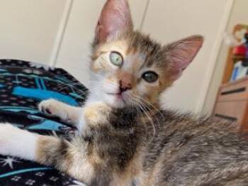 Rescue Domestic Medium Hair Cats for Adoption in Camarillo, California - TORTELLINI | PetCurious