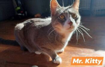 Rescue Domestic Short Hair Cats for Adoption in Walworth, Wisconsin - Mr. Kitty | PetCurious