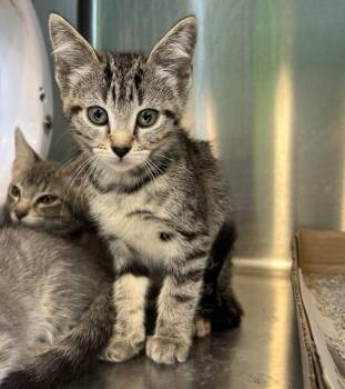 Meowjito -  Domestic Short Hair Cat for Adoption in Sioux City, Iowa - Meowjito | PetCurious