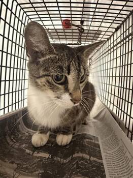 A2479307 -  Domestic Short Hair Cat for Adoption in Fort Lauderdale, Florida - A2479307 | PetCurious