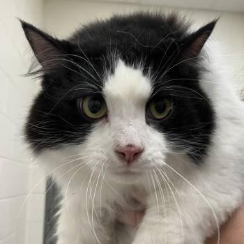 Rescue Domestic Long Hair Cats for Adoption in Grand Rapids, Michigan - Baby Boy | PetCurious