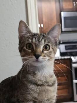 Rescue Domestic Short Hair and Tabby Cats for Adoption in Liverpool, Texas - Daisy | PetCurious