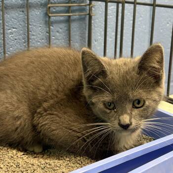 Blippi -  Domestic Short Hair Cat for Adoption in Charleston, South Carolina - Blippi | PetCurious