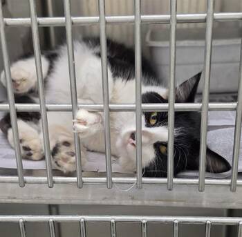 HANK -  Domestic Short Hair Cat for Adoption in Anchorage, Alaska - HANK | PetCurious