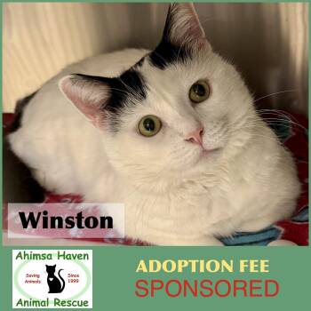 Winston -  Domestic Short Hair Cat for Adoption in Winchendon, Massachusetts - Winston | PetCurious