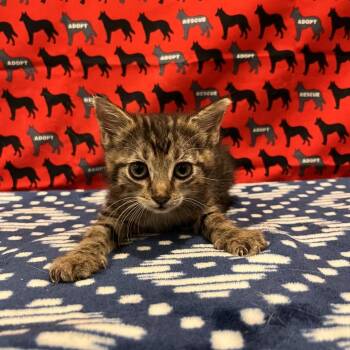 Pudding -  Domestic Short Hair Cat for Adoption in Washburn, Missouri - Pudding | PetCurious
