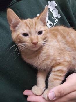 Phillip -  Domestic Short Hair Cat for Adoption in Ontario, California - Phillip | PetCurious