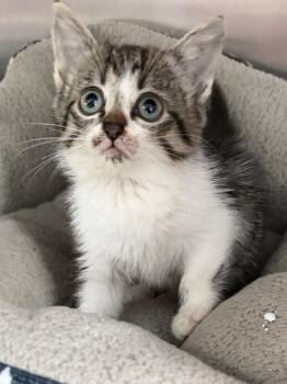 Koko 26 -  Tabby and Domestic Short Hair Cat for Adoption in Brookhaven, Mississippi - Koko 26 | PetCurious