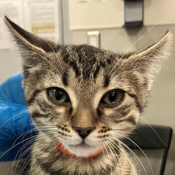 Gandalf -  Domestic Short Hair Cat for Adoption in Las Cruces, New Mexico - Gandalf | PetCurious