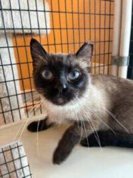 Domestic Short Hair Cats Available for Adoption in Las Vegas, Nevada - Rye | PetCurious
