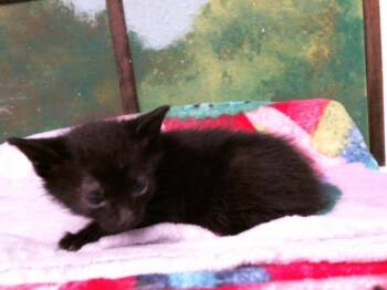 Domestic Short Hair Cats Available for Adoption in Houston, Texas - A2069119 | PetCurious