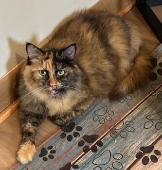 SuzieQ -  Tortoiseshell Cat for Adoption in Beckley, West Virginia - SuzieQ | PetCurious