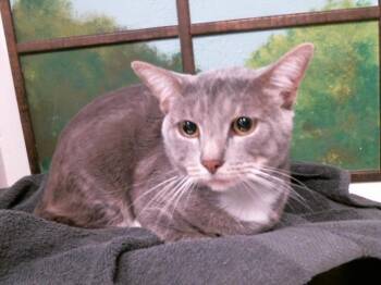 A2081136 -  Domestic Short Hair Cat for Adoption in Houston, Texas - A2081136 | PetCurious