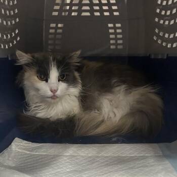 Kasumi -  Domestic Long Hair Cat for Adoption in Salt Lake City, Utah - Kasumi | PetCurious