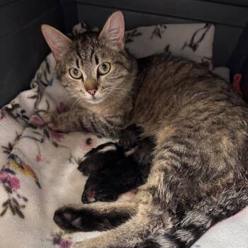 Pom Pom -  Domestic Short Hair Cat for Adoption in Kenai, Alaska - Pom Pom | PetCurious