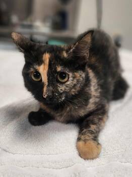Rescue Domestic Short Hair Cats for Adoption in Merrillville, Indiana - Eliza | PetCurious
