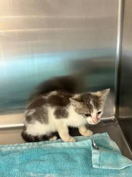Dietrich -  Domestic Short Hair Cat for Adoption in Providence Forge, Virginia - Dietrich | PetCurious