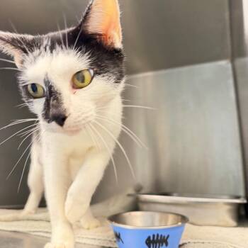Moolissa -  Domestic Short Hair Cat for Adoption in Englewood, Florida - Moolissa | PetCurious