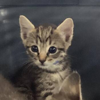 Parmesan -  Domestic Short Hair Cat for Adoption in Montgomery, Alabama - Parmesan | PetCurious