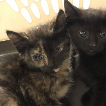 Tia -  Domestic Short Hair Cat for Adoption in Oak Park, Illinois - Tia | PetCurious