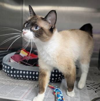 Vale -  Snowshoe and Domestic Short Hair Cat for Adoption in Springfield, Illinois - Vale | PetCurious