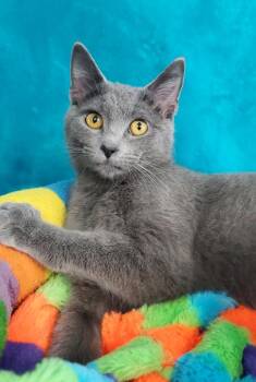 Domestic Short Hair Cats Available for Adoption in Greenville, Illinois - Izzy | PetCurious