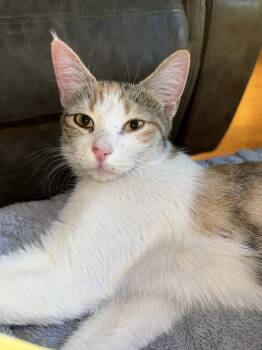 Domestic Short Hair Cats Available for Adoption in Globe, Arizona - Daphne | PetCurious
