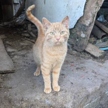 Domestic Short Hair Cats Available for Adoption in Watertown, New York - Machu Picchu | PetCurious