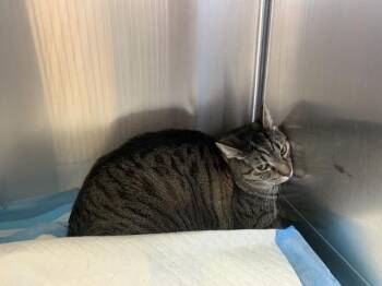 MORGAN -  Domestic Short Hair Cat for Adoption in Thousand Palms, California - MORGAN | PetCurious