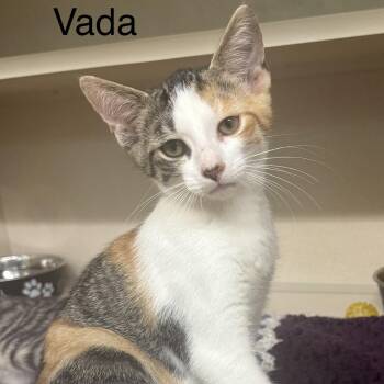 Vada -  Domestic Short Hair Cat for Adoption in Ulster, Pennsylvania - Vada | PetCurious