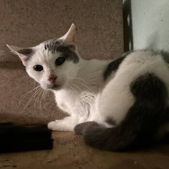 Steel -  Domestic Short Hair Cat for Adoption in Madill, Oklahoma - Steel | PetCurious