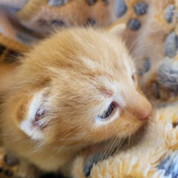 Fargo -  Domestic Short Hair Cat for Adoption in Kanab, Utah - Fargo | PetCurious