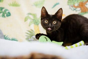 Jetson -  Domestic Short Hair Cat for Adoption in Newberg, Oregon - Jetson | PetCurious