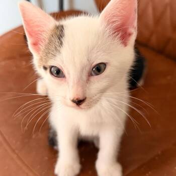 Domestic Short Hair Cats Available for Adoption in Houston, Texas - Saiph | PetCurious