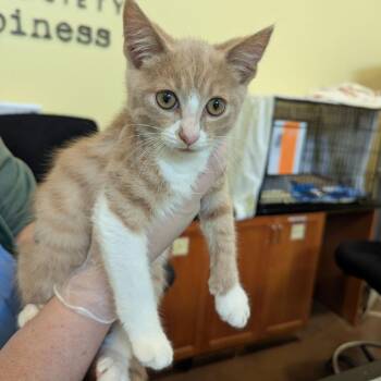Legend -  Domestic Short Hair Cat for Adoption in Lynchburg, Virginia - Legend | PetCurious