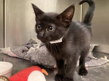 SABRINA -  Domestic Short Hair Cat for Adoption in Tustin, California - SABRINA | PetCurious