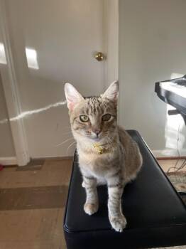 Domestic Short Hair and Torbie Cats Available for Adoption - Lolli Pop Candy | PetCurious