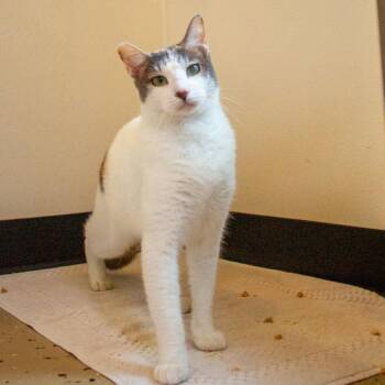 Domestic Short Hair Cats Available for Adoption in Kailua-kona, Hawaii - Beanie | PetCurious