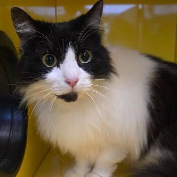 Domestic Medium Hair Cats Available for Adoption - Ava | PetCurious