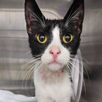 Nash -  Domestic Short Hair Cat for Adoption in Oneonta, New York - Nash | PetCurious