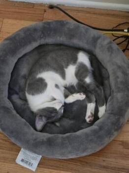 Ash LA -  Domestic Short Hair Cat for Adoption in Greenville, South Carolina - Ash LA | PetCurious