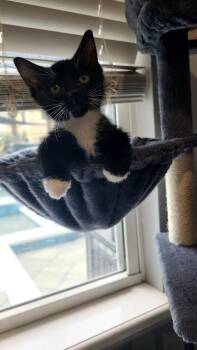 Sir Purrington -  Domestic Short Hair Cat for Adoption in Alafaya, Florida - Sir Purrington | PetCurious
