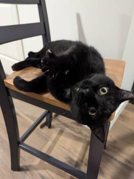 Rhonda -  Domestic Short Hair Cat for Adoption in Minneapolis, Minnesota - Rhonda | PetCurious
