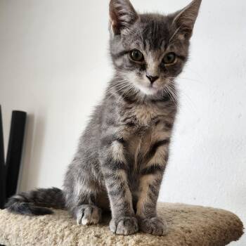 Domestic Short Hair Cats Available for Adoption in Tahlequah, Oklahoma - Mel | PetCurious