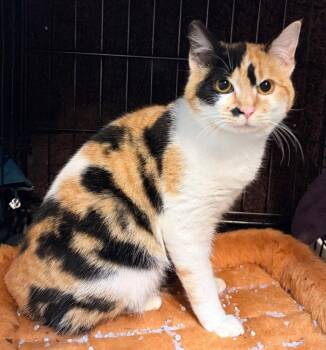 Domestic Short Hair Cats Available for Adoption in Battle Ground, Washington - Gidget | PetCurious