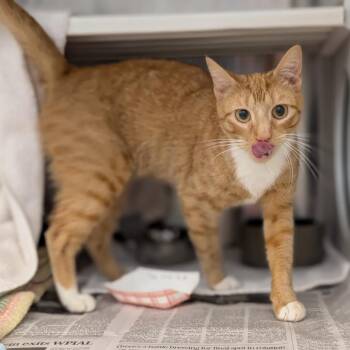 Jingles -  Domestic Short Hair Cat for Adoption in Pittsburgh, Pennsylvania - Jingles | PetCurious