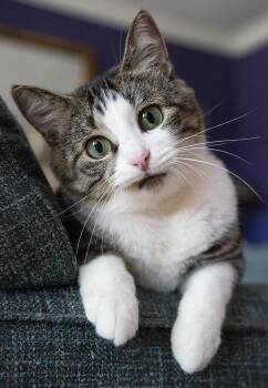 Charli -  Domestic Short Hair Cat for Adoption in Chicago, Illinois - Charli | PetCurious
