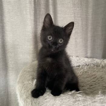 Rescue Domestic Short Hair Cats for Adoption in Westminster, California - Ink | PetCurious