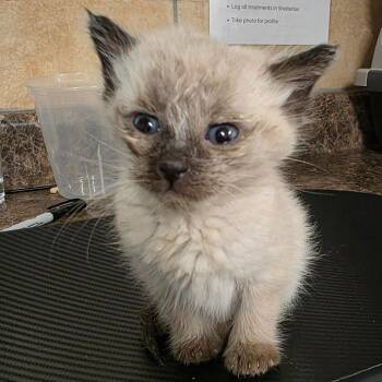 Poliwhirl -  Domestic Short Hair and Siamese Cat for Adoption in Eureka Springs, Arkansas - Poliwhirl | PetCurious